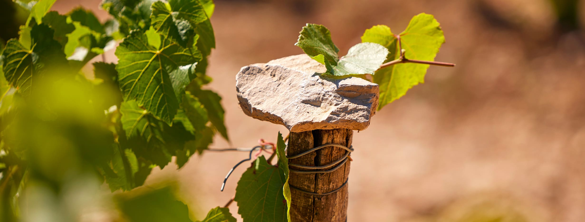 Corton-Charlemagne Grand Cru