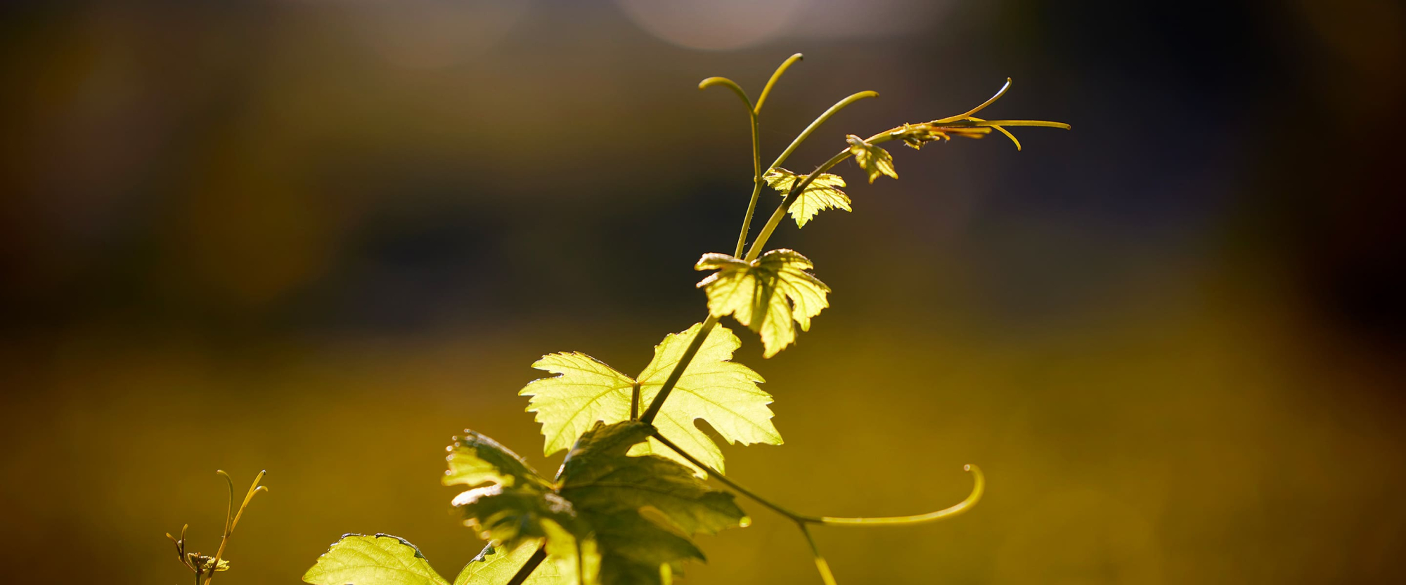 Corton-Charlemagne Grand Cru