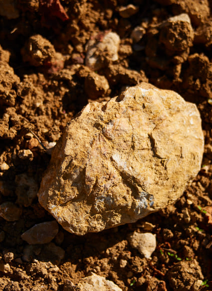 Corton-Charlemagne Grand Cru